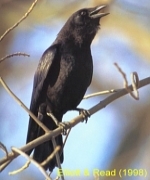 American Crow