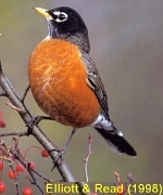 American Robin