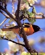 Baltimore Oriole