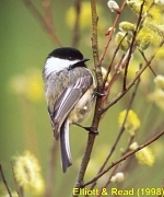 Black-Capped Chickadee