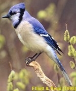 Blue Jay