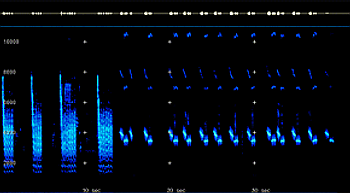 2D Spectrogram