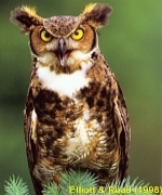 Great Horned Owl