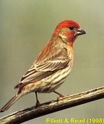 House Finch