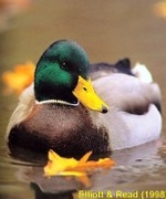 Mallard