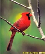 Northern Cardinal