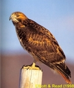 Red-Tailed Hawk