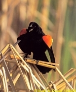 Red-Winged Blackbird