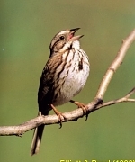 Song Sparrow