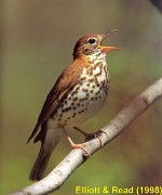 Wood Thrush