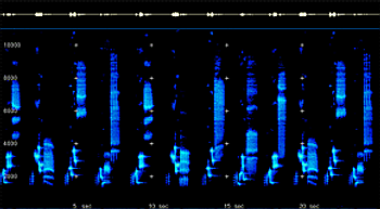 2D Spectrogram