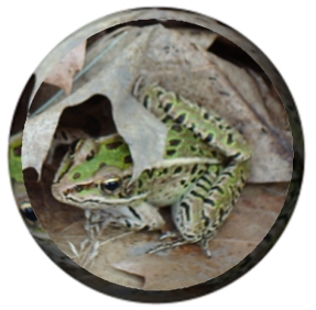 Explore Michigan's Frogs and Toads