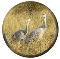 Explore Birdsong
