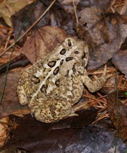 American Toad