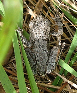 Eastern Gray Tree Frog