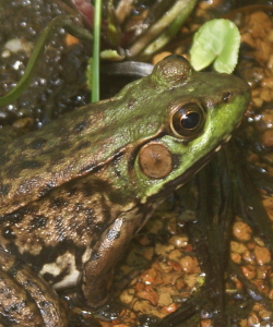 Green Frog