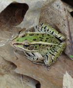 Northern Leopard Frog