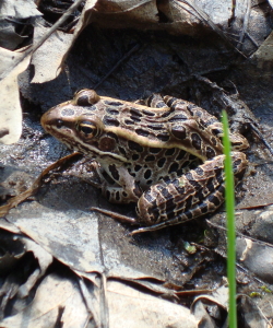 Northern Leopard Frog