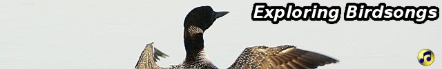 REAL logo inspiration (common loon, Michigan)